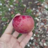 Pommier Sanguin 'Preston's Red Flesh'