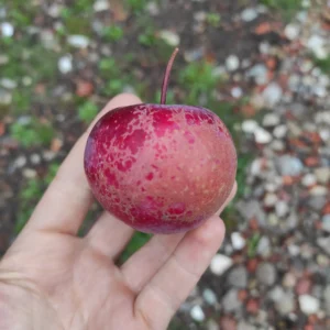 Pommier Sanguin 'Preston's Red Flesh'
