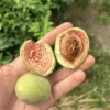 Amandier x Pêcher 'Robijn'