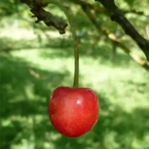 Cerisier 'Cerise du Sars'