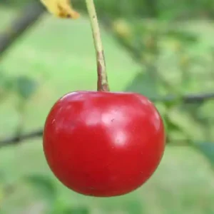 Cerisier 'Griotte de Vieux-Condé'