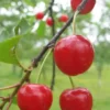 Cerisier 'De Moncheaux'
