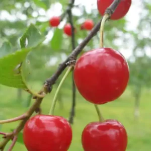 Cerisier 'De Moncheaux'
