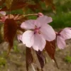 Cerisier japonais sargentii