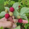 Framboisier 'Meeker'