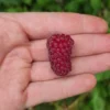 Framboisier X 'Tayberry'