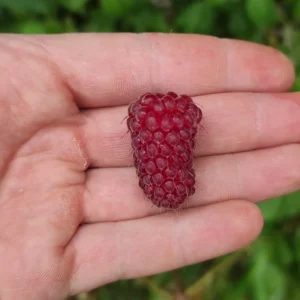 Framboisier X 'Tayberry'