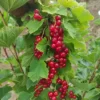 Groseillier 'Versaillaise Rouge'