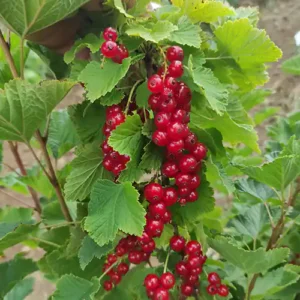 Groseillier 'Versaillaise Rouge'
