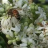 Fleur à Sept Enfants - Heptacodium miconioides