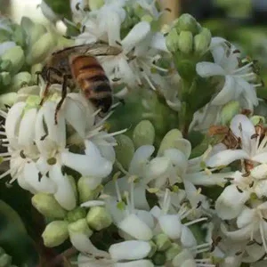 Fleur à Sept Enfants - Heptacodium miconioides