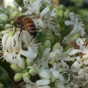 Bee-friendly trees