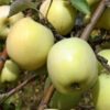 Pommier 'Antonovka 2 Livres"