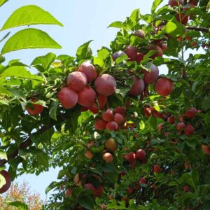 Pluot 'Melitopolski Chernyy'