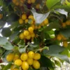 Cornus mas 'Jantarnyj'