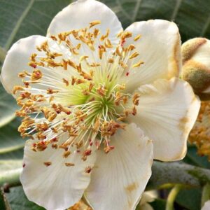 Kiwi mâle 'Tomuri'