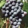 Vigne 'Muscat De New-York'