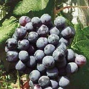 Grapevines