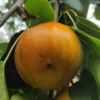 Nashi 'Kumoï'