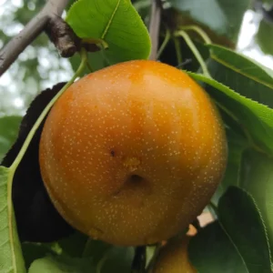 Nashi 'Kumoï'