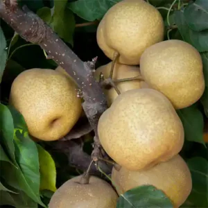 Nashi 'Tsu Li'