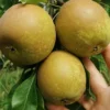 Nashi-poire 'Bénita'
