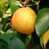 Nashi-poire 'New World'