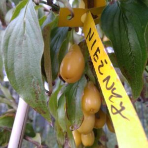 Cornus mas 'Niesnij'