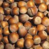 Noisetier 'Merveille de Bollwiller'