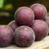 Pluot 'Cierna Marhula'