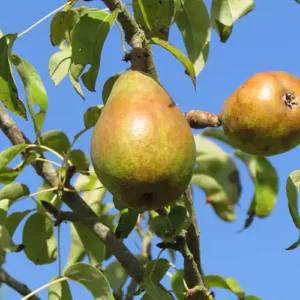 Poirier 'Beurré d'Anjou'