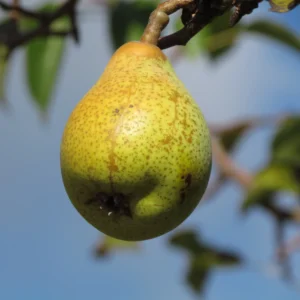Poirier 'Cornélie'