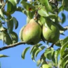 Poirier 'Légipont'