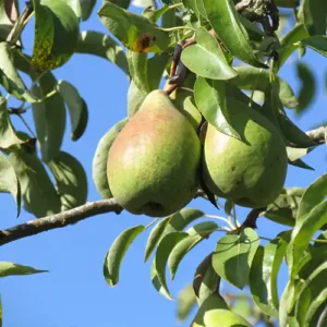 Poirier 'Légipont'