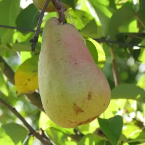 Poirier 'Marguerite Marillat'