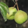 Poirier 'Sans Pépins'