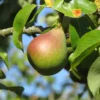Poirier 'Sucrée De Montluçon'
