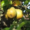 Poirier 'Jean Nicolas'