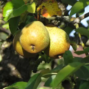 Poirier 'Jean Nicolas'