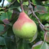 Poirier 'Poire à Côte d'Or'