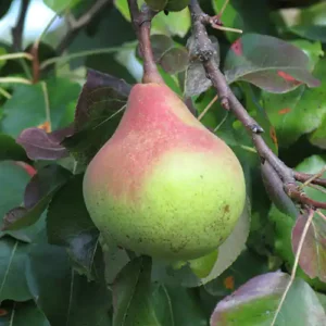 Poirier 'Poire à Côte d'Or'
