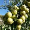 Poirier à poiré 'Plant de Blanc'