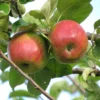 Pommier 'à Côtes'