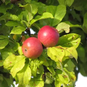 Pommier à cidre 'Amère Nouvelle'