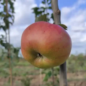 Pommier 'Argilière'
