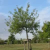 Pommier 'Ascahire'