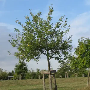 Pommier 'Ascahire'