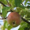 Pommier 'Ascahire'