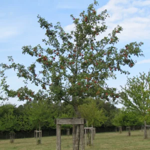 Pommier 'Belle Fleur Simple'