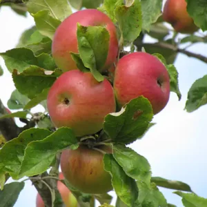 Pommier 'Belle Fleur Simple'